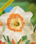 Narciso Flower Record (Embalagem 4 Bolbos) - Set a Jan
