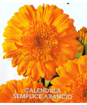 Calendula Orange-INDISPONÍVEL