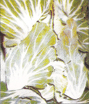 White Cabbage "Penca Mirandela" (10g.)