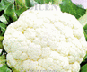 Cauliflowers, Cauliflower, Brassica spp.