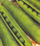 Peas "Rondo" USA (100g.)
