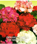 Geranium / Pelargonium