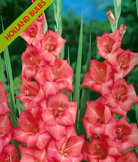 Gladiolo Rosa (Embalagem com 6 Bolbos) Jan a Ago - Pleno Inverno - Ver  Preços, Comprar e ver Como Cultivar na Loja JardiCentro