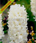Hyacinth Carnegie (Pack of 3 Flower Bulbs) - Set a Jan