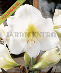 Amaryllis White (Pack of 1 Flower Bulb) - Out a Mai