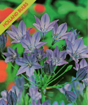 Brodiaea Queen Fabiola, Triplet Lily and Wild Hyacinth (Pack of 10 Flower Bulbs) Fev a Abr/Set a Nov