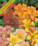 Hemerocallis Daylily Mistura (Pack of 1 Flower Bulb) - Nov a Abr