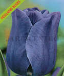 Tulipe Bleu Aimable (Paquet de 5 Bulbes de Fleurs) Setembro a Janeiro