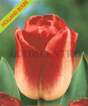 Tulipe Page Polka (Paquet de 5 Bulbes de Fleurs) Setembro a Janeiro
