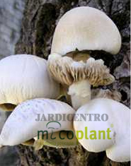 Cogumelo do Choupo - Agrocybe aegerita - 1Kg Spawn  - JARDICENTRO LOJA ONLINE