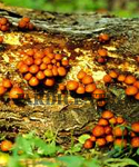 Cogumelos Nameko Kit Pronto a Produzir 3,5 Kg