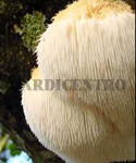 Cogumelos Juba de Leão Kit Pronto a Produzir 3,5 Kg