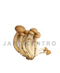 Cogumelos Shimeji Kit Pronto a Produzir 3,5 Kg