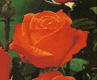 Roseiras e Rosas