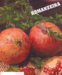 .Romanzeira Comum - Punica granatum - Nov a Mar