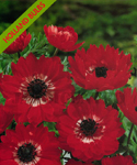 Anemona Dobrada Vermelha (Paquet de 10 Bulbes de Fleurs) - Set a Abr