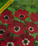 Anemona Simples Vermelha (Packung mit 10 Blumenzwiebeln) - Set a Abr