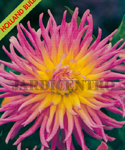 Dahlia Cactus Alfred Grille (Pack of 1 Flower Bulb) Jan a Mai