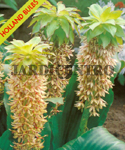 Eucomis Bicolor (Pack of 1 Flower Bulb) Mar a Abr