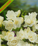 Fresia Dobrada Branca (Confezione da 10 Bulbi da Fiore) - Set a Mai