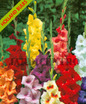 Gladiolus Mistura (Pack of 6 Flower Bulbs) Jan a Mai