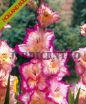Gladiolus Priscilla (Pack of 6 Flower Bulbs) Jan a Ago