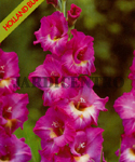 Gladiolus Wind Song (Pack of 6 Flower Bulbs) Jan a Ago