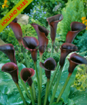 Calla or Arum Lily Vermelho (Pack of 1 Flower Bulb) Jan a Mai