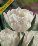 Tulipa Dobrada Branca (Embalagem 5 Bolbos) - Setembro a Janeiro