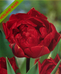 Tulipa Dobrada Vermelha (Embalagem com 5 Bolbos) - Set a Jan