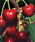 Cerejeira "Bigarreau Gross Coeuret"-Cor Vermelha-Frutifica Junho