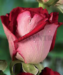 Roseira "Best Wishes" - Out a Mar - Planta com +- 5 ramos com 30