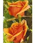 Rose"Betina"SJ Nov a Mar Planta+-4 ramos 30/40cm-INDISPONÍVEL