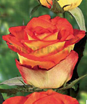 Rosa "Sun Gold" - Out a Mar - Rosal con +- 5 ramas con 30 cm