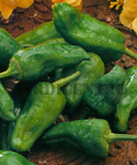 Sweet Pepper "del Padron"