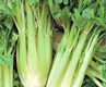 Celerys, Celeriacs, Celery, Apium spp.