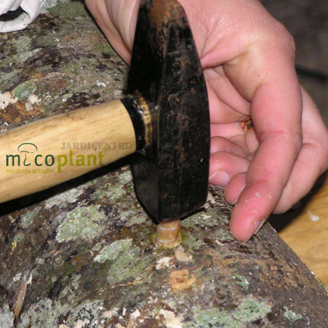Cogumelo do Choupo - Agrocybe aegerita - 1Kg Spawn - JARDICENTRO LOJA ONLINE