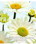 Chrysanthemum White Daisy-INDISPONÍVEL